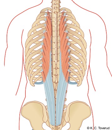 M. longissimus lumborum
