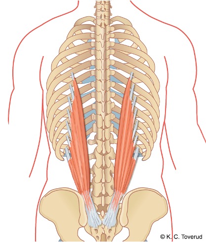 M. iliocostalis lumborum