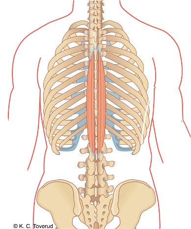 M. spinalis