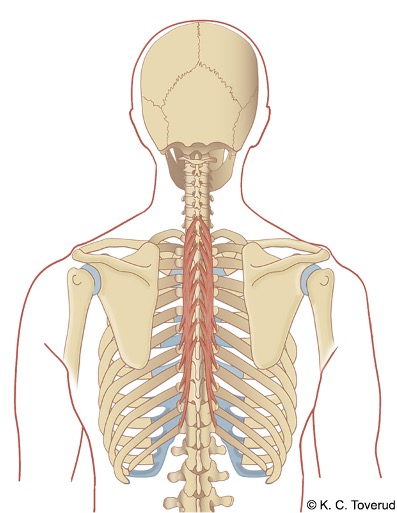 M. Semispinalis thoracis