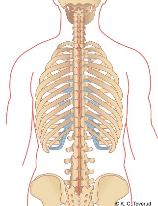 M. interspinalis