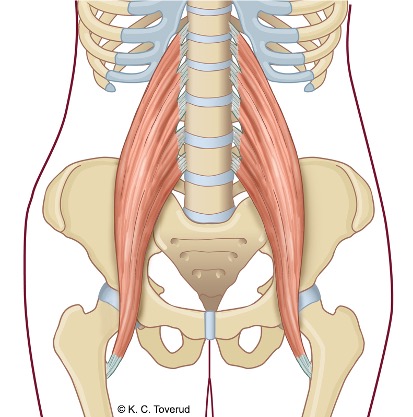 M. psoas major