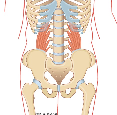 M. quadratus lumborum