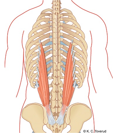 M. iliocostalis thoracis og lumborum