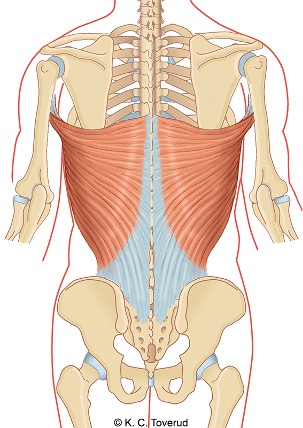Skulder adduksjon, M.latissimus dorsi