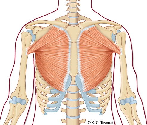 Skulder adduksjon, M.pectoralis major