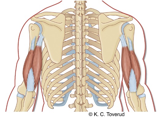 Albue ekstensjon, m.triceps brachii