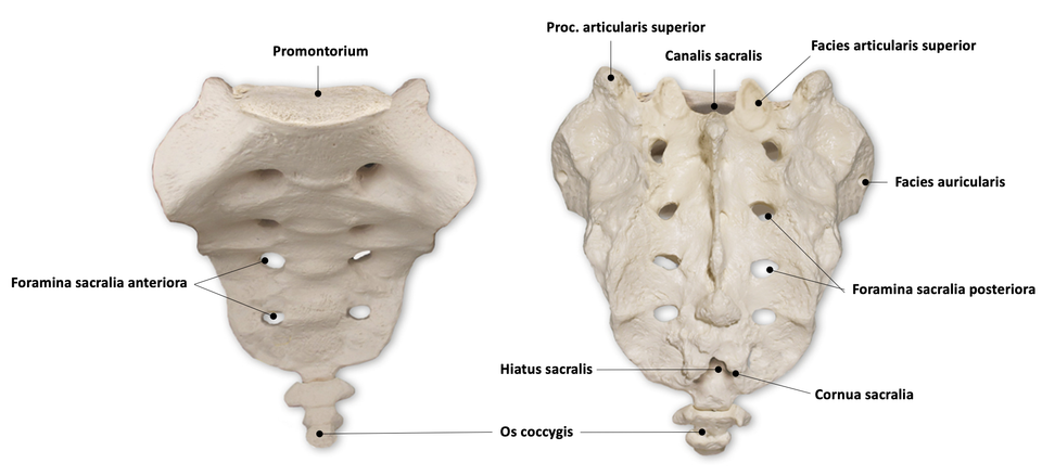 Os sacrum