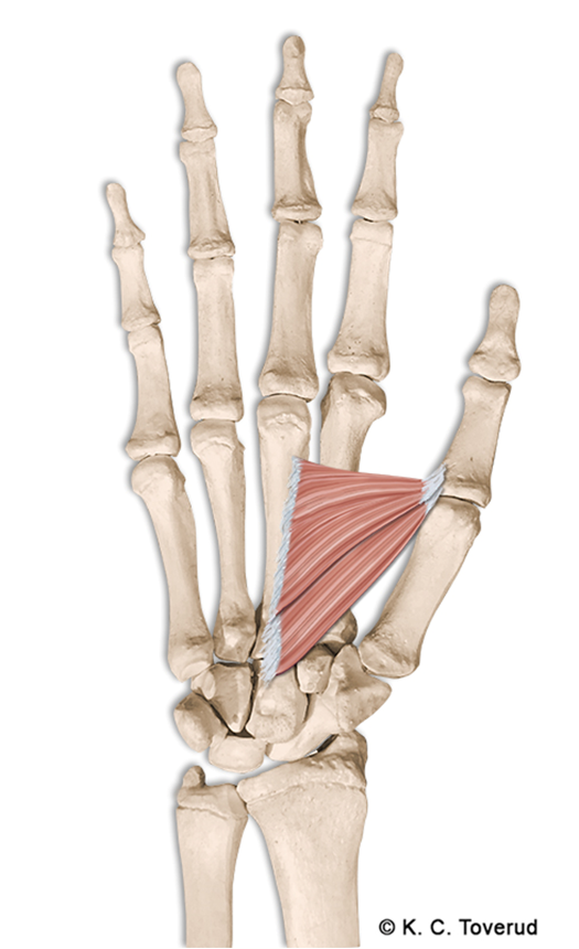 M. adductor pollicis, N. ulnaris, C8-Th1