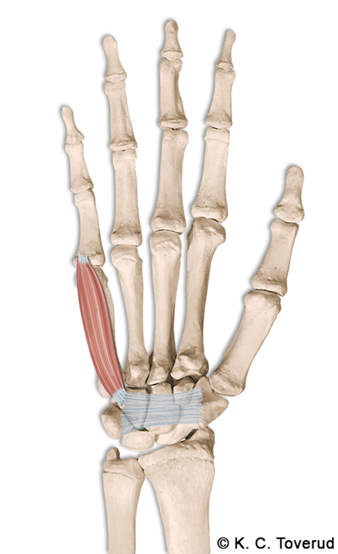 M. flexor digiti minimi brevis