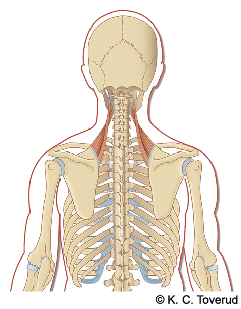 M. levator scapulae