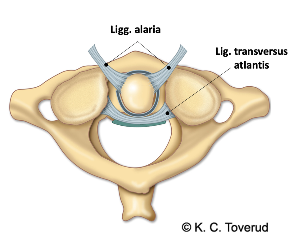 Nakke, alare ligamenter