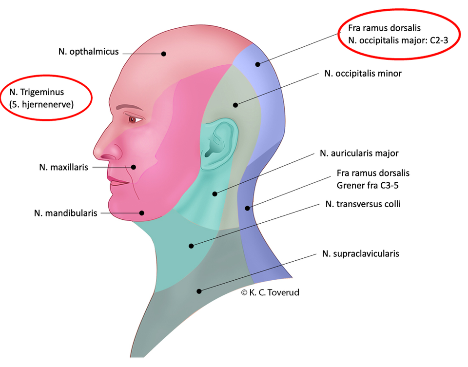 Sensibilitet hode, perifere nerver