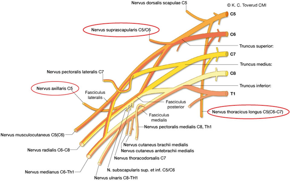 Plexus brachialis, anatomi