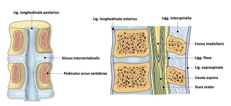 Rygg, lumbale ligamenter