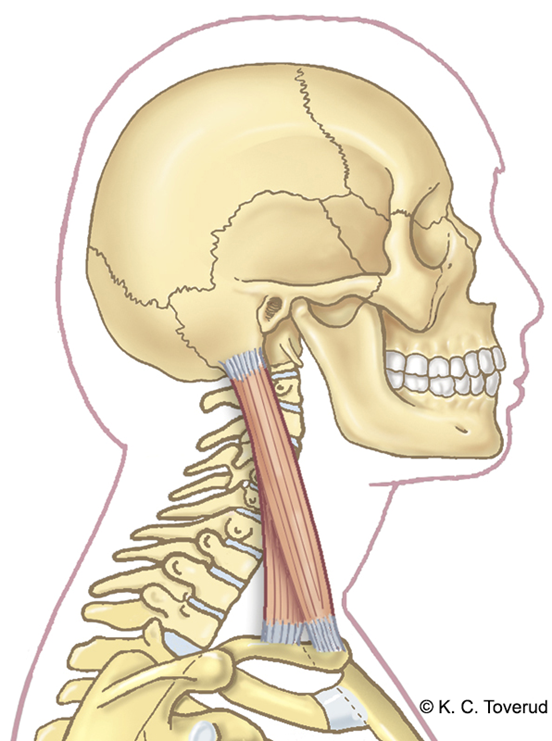 M.sternocleidomastoideus