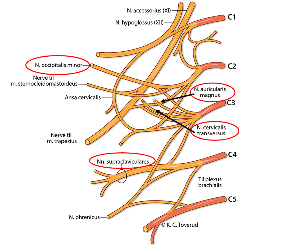 Plexus cervicalis