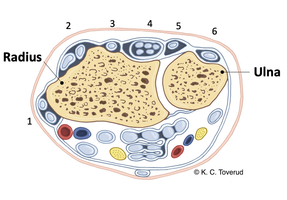 Sener i retinaculum musculorum extensorum manus